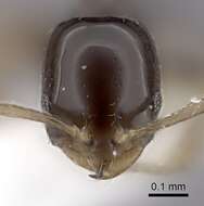 Monomorium rosae Santschi 1920的圖片