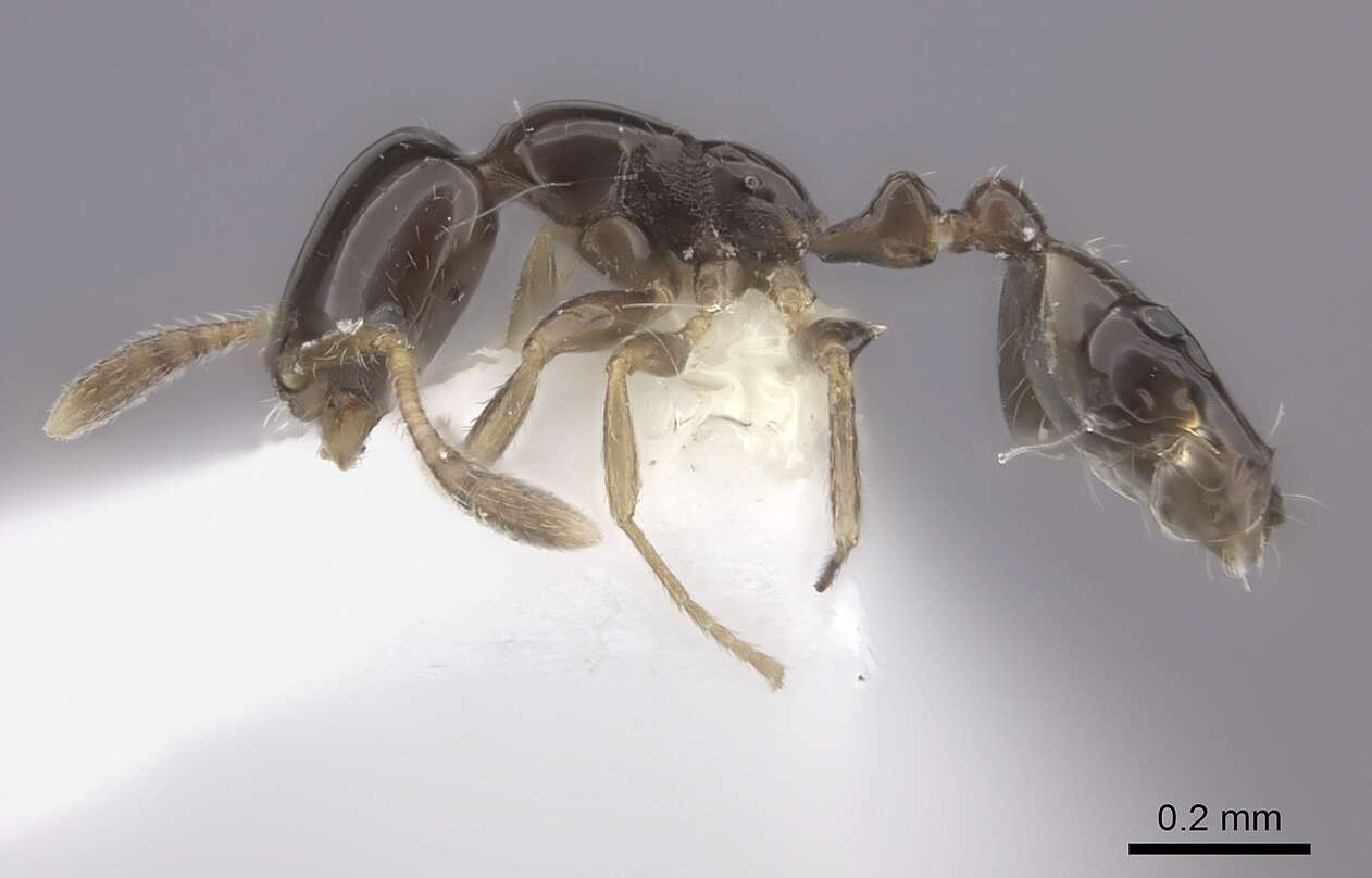 Monomorium rosae Santschi 1920的圖片