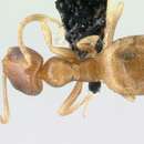 Image of <i>Plagiolepis boltoni</i>