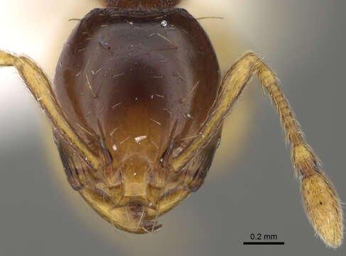 Image of Formicoidea