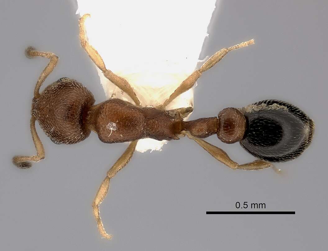 Image of Ant