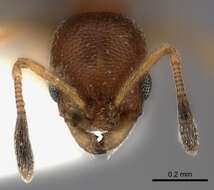 Image of Ant