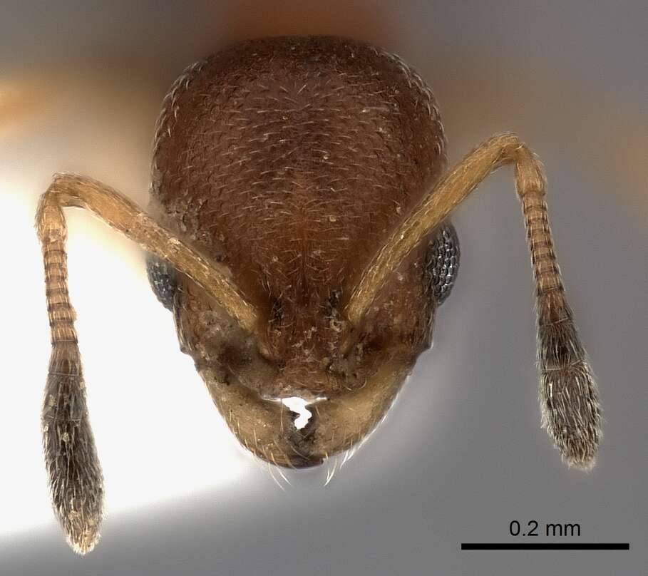 Image of Ant