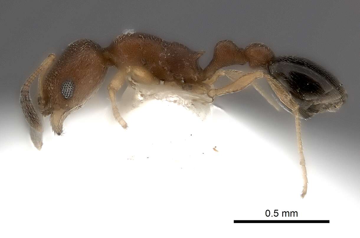 Image of Ant