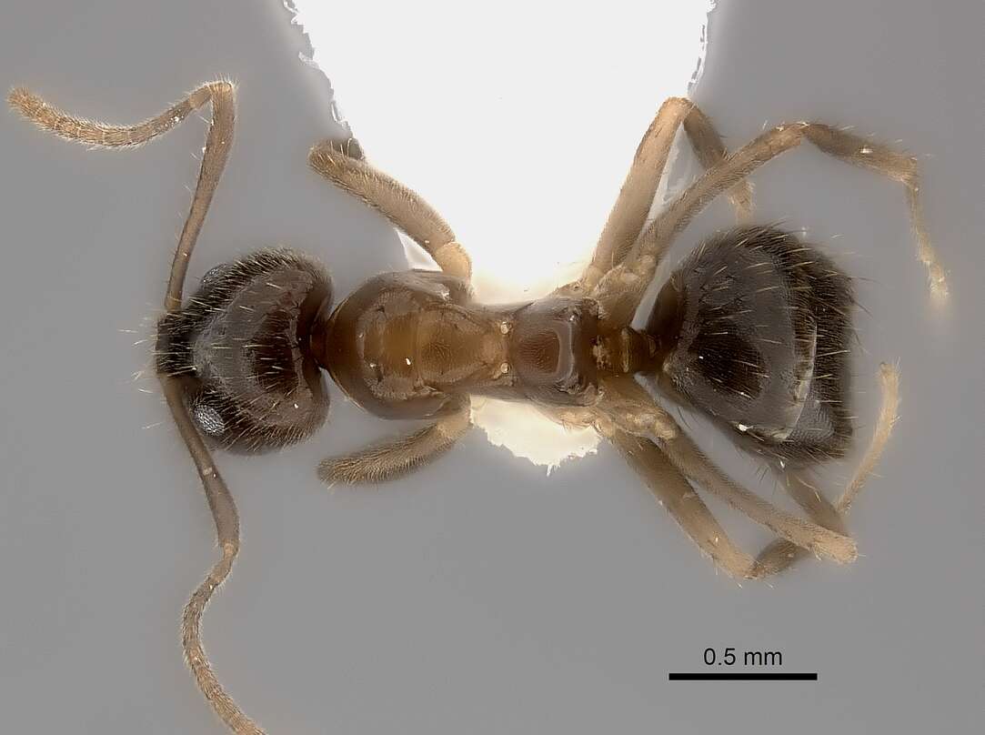 Image of <i>Nylanderia boltoni</i>