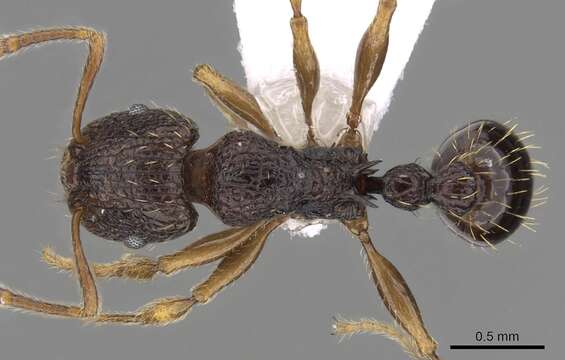 Image of Tetramorium lucayanum Wheeler 1905