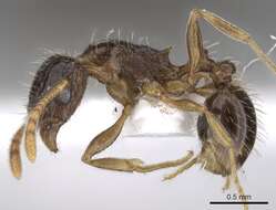 Image of Tetramorium laevithorax Emery 1895