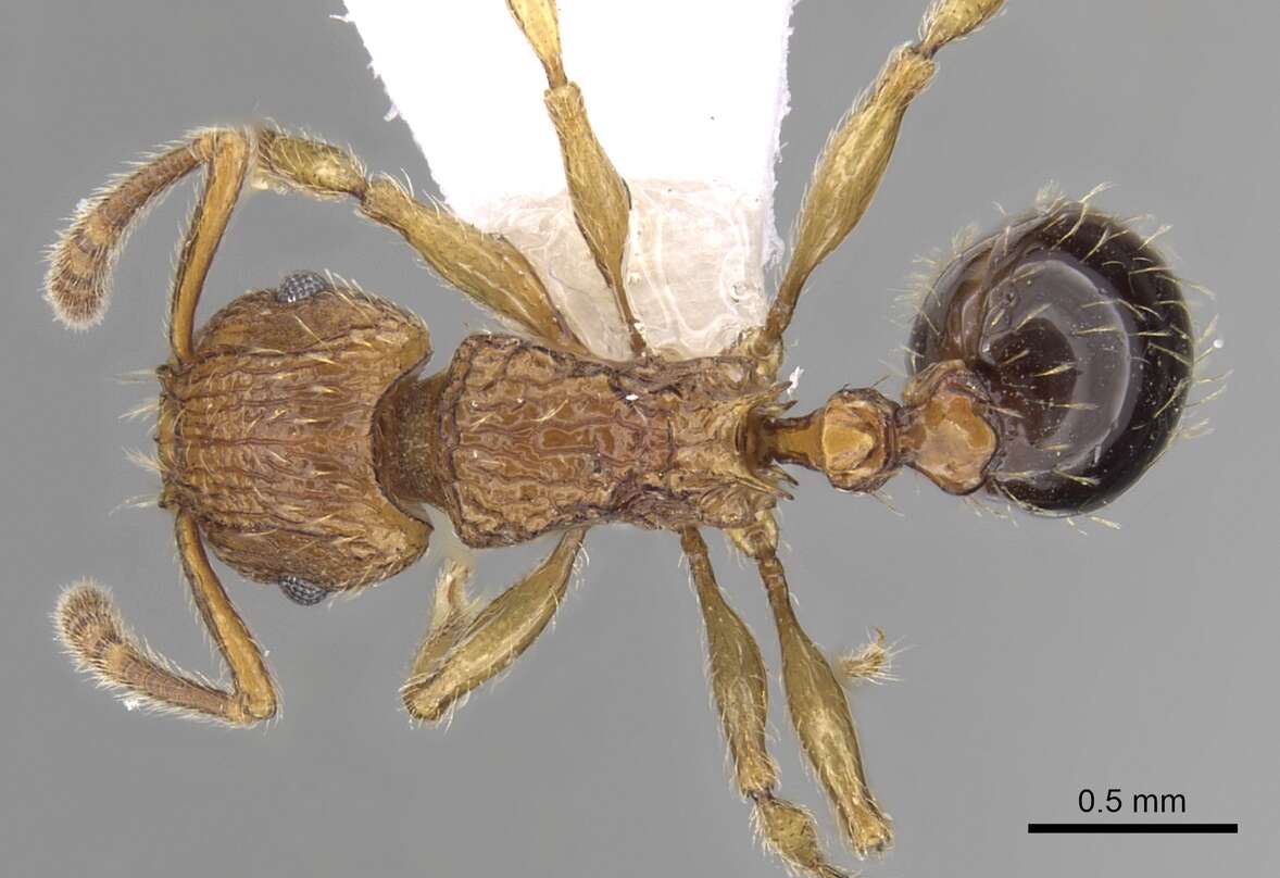 Image of Tetramorium pinnipilum Bolton 1980