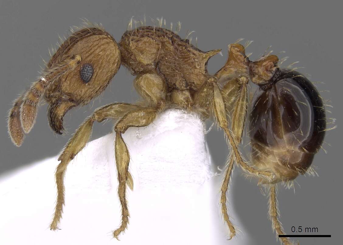 Image of Tetramorium pinnipilum Bolton 1980