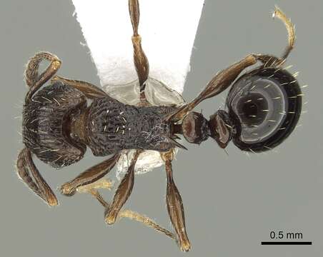 Image of Tetramorium weitzeckeri Emery 1895