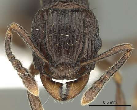 Image of Tetramorium weitzeckeri Emery 1895