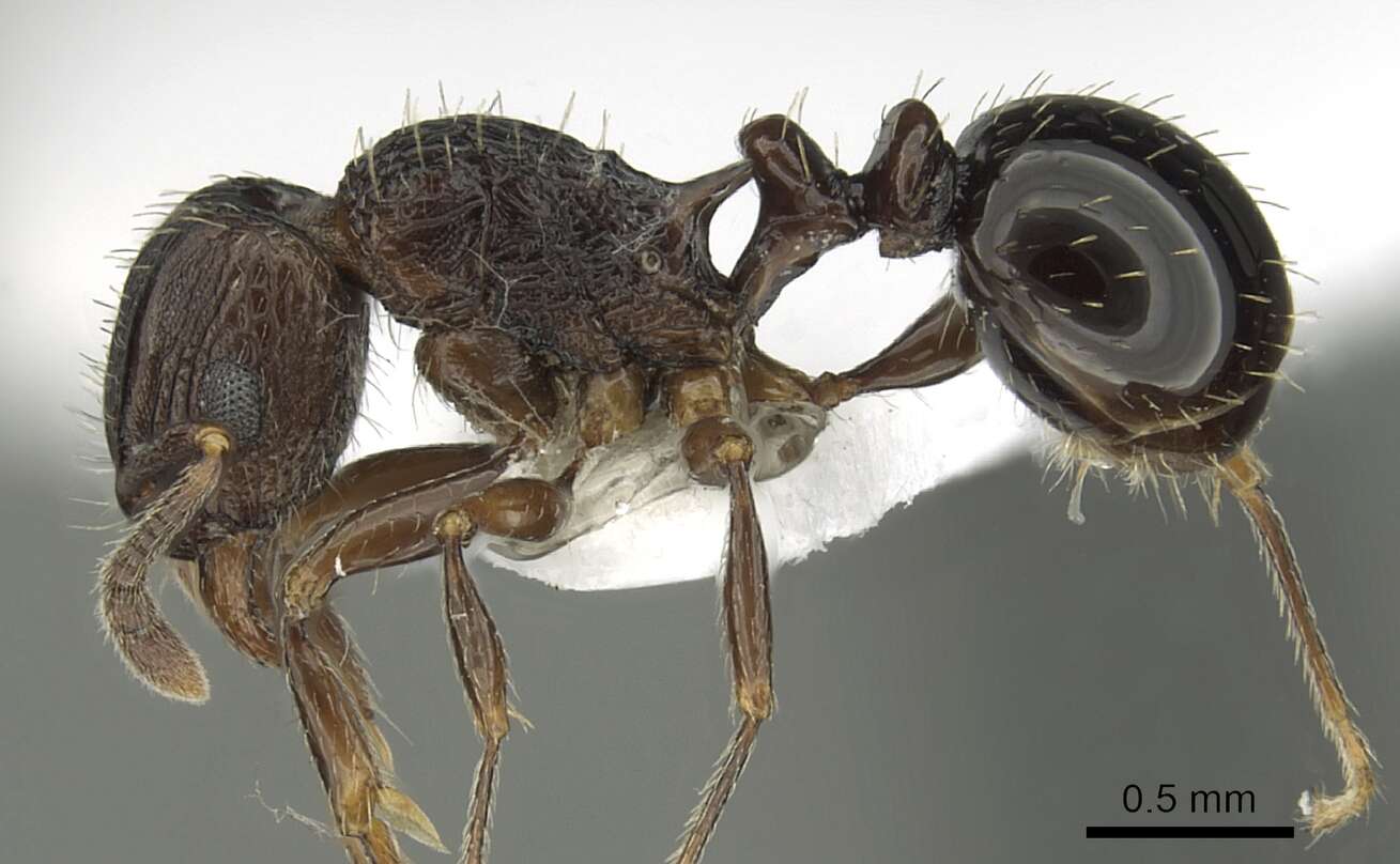 Image of Tetramorium weitzeckeri Emery 1895