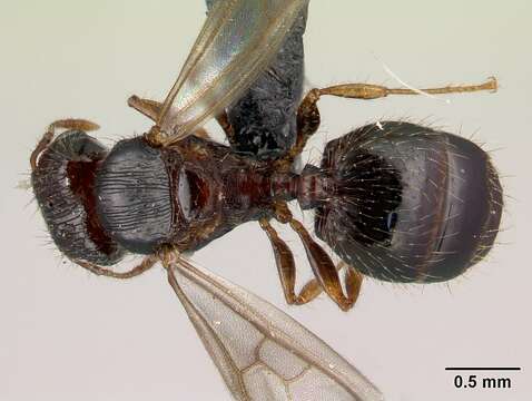 Image of Pheidole braueri Forel 1897