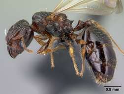 Image of Pheidole braueri Forel 1897