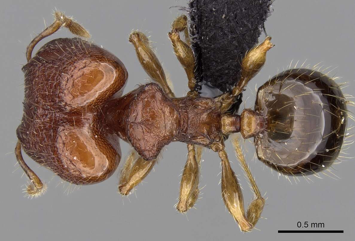 Image of Pheidole braueri Forel 1897