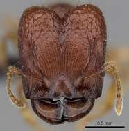 Image of Pheidole braueri Forel 1897