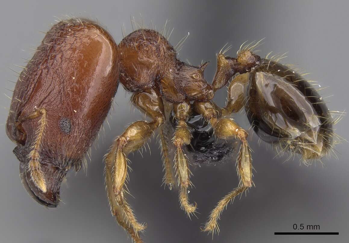 Image of Pheidole braueri Forel 1897