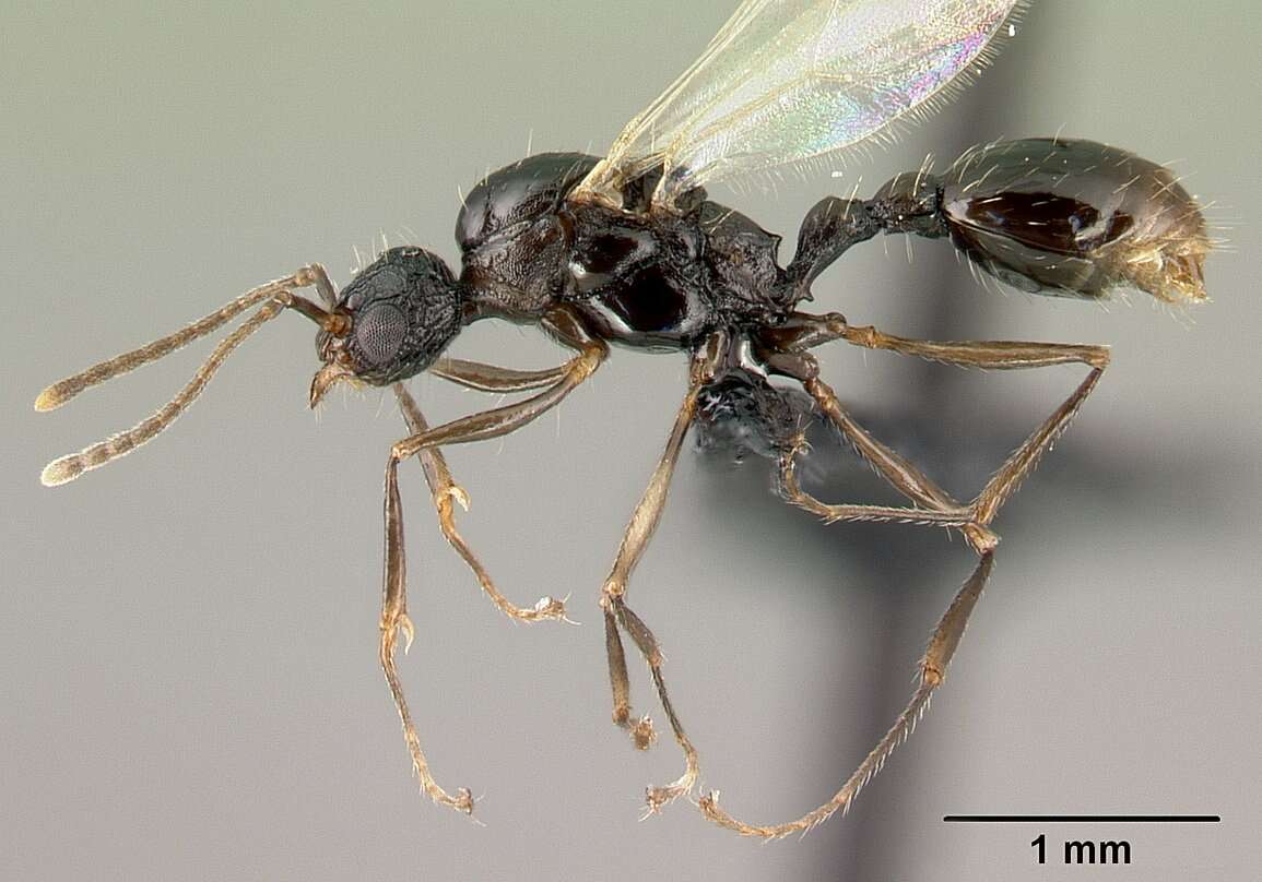 Image of Tetramorium pacificum Mayr 1870