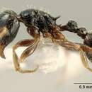 Image of Tetramorium boehmei