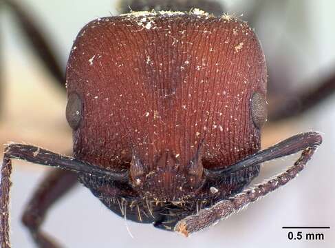 Image of Pogonomyrmex variabilis Santschi 1916