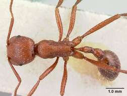 Imagem de <i>Pogonomyrmex pencosensis</i>