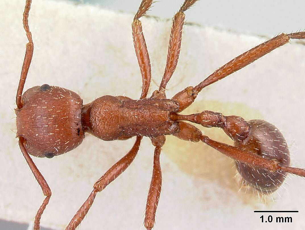 Imagem de <i>Pogonomyrmex pencosensis</i>