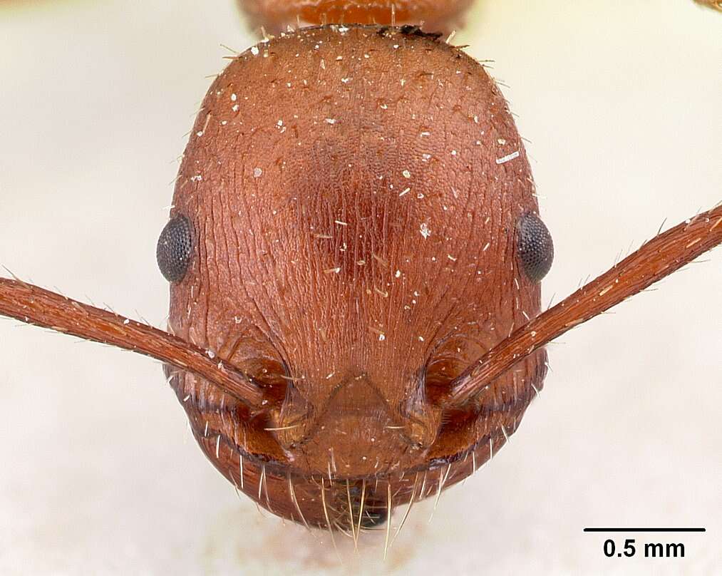 Imagem de <i>Pogonomyrmex pencosensis</i>