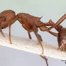 Image of <i>Pogonomyrmex pencosensis</i>