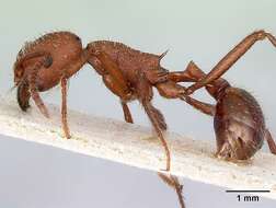 Imagem de <i>Pogonomyrmex pencosensis</i>