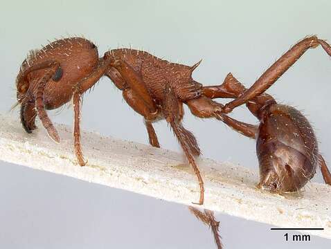 Image of <i>Pogonomyrmex pencosensis</i>