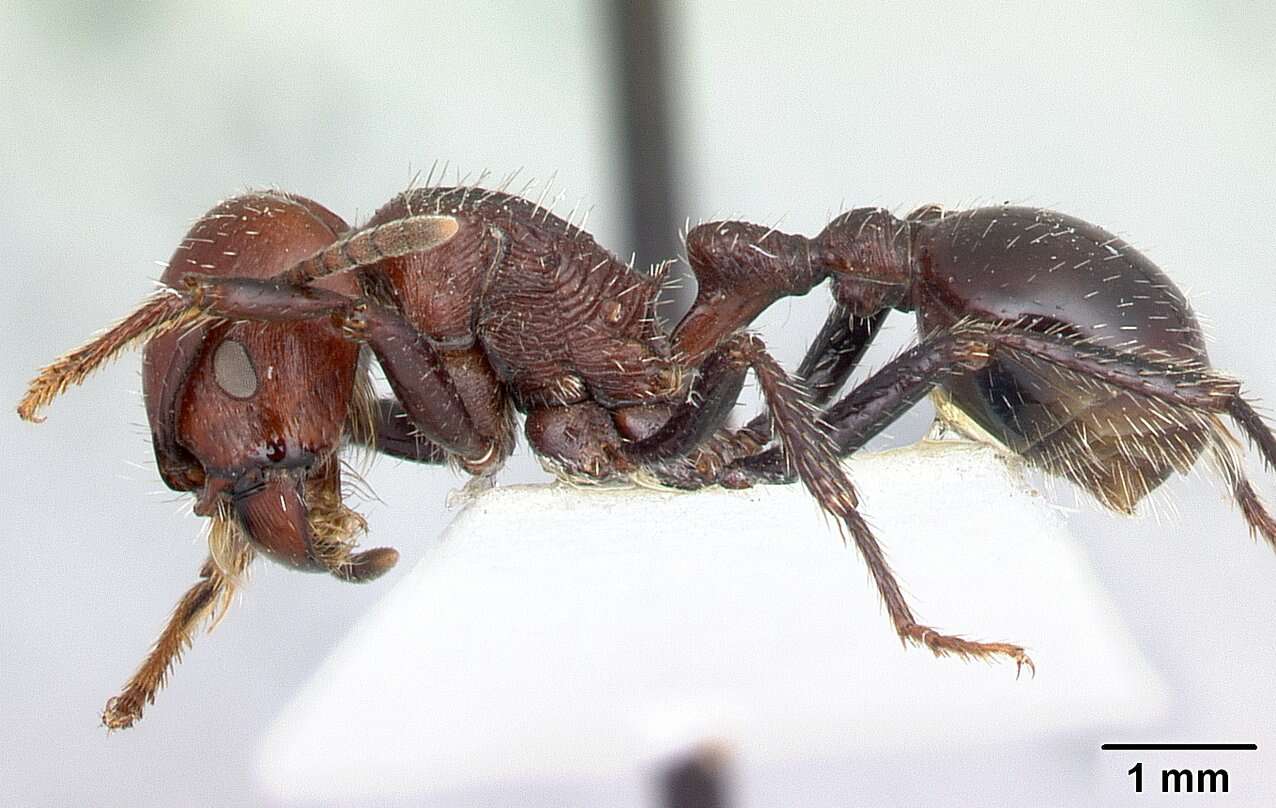 Image of Pogonomyrmex marcusi Kusnezov 1951