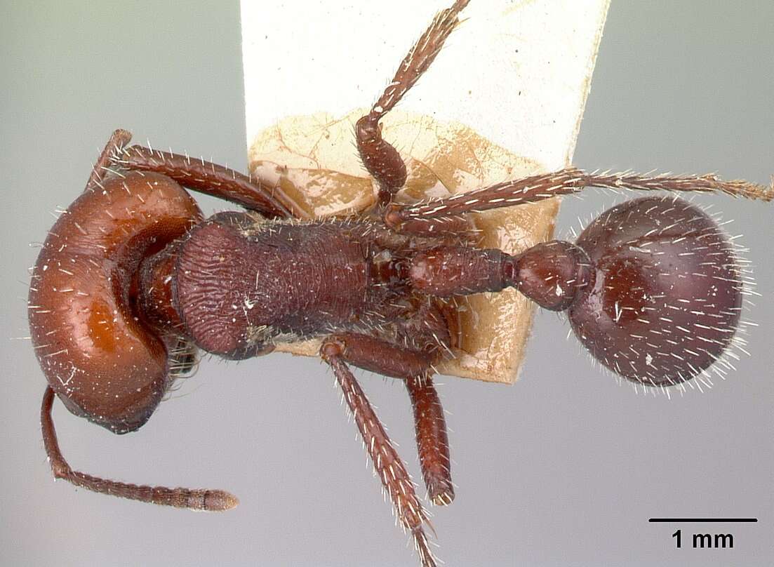 Pogonomyrmex lobatus Santschi 1921 resmi