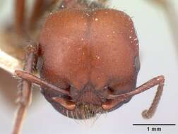 Pogonomyrmex lobatus Santschi 1921 resmi