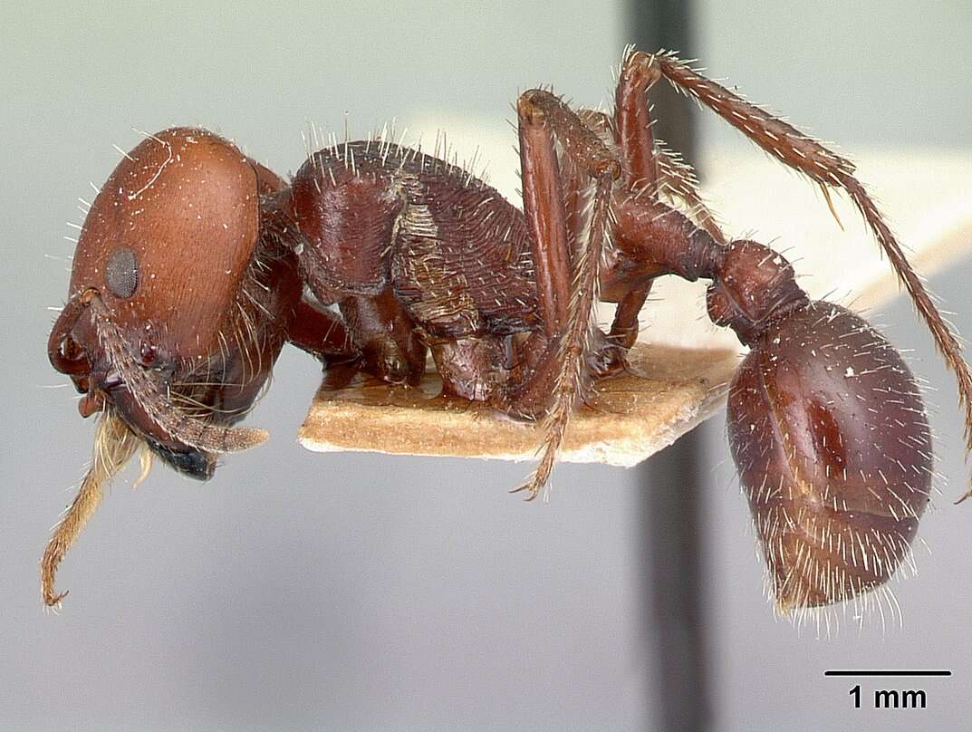 Pogonomyrmex lobatus Santschi 1921 resmi