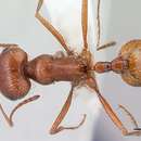 صورة <i>Pogonomyrmex hoelldobleri</i>