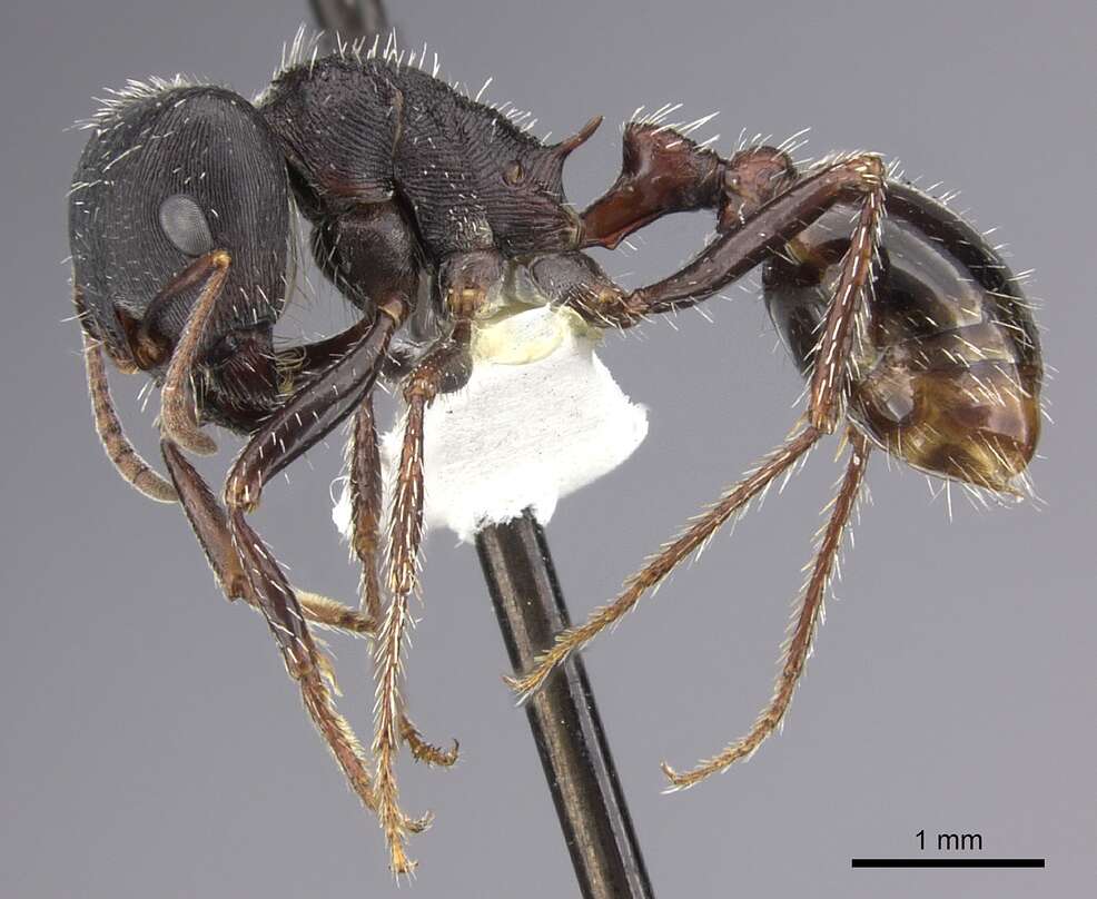 Image de Pogonomyrmex rugosus Emery 1895