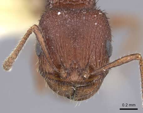 Image of Pogonomyrmex pima Wheeler 1909