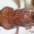 Image of <i>Pogonomyrmex humerotumidus</i>