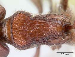 Слика од <i>Pogonomyrmex humerotumidus</i>