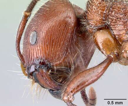 Imagem de <i>Pogonomyrmex humerotumidus</i>