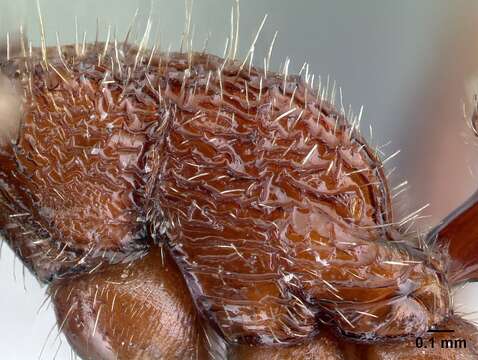 Imagem de <i>Pogonomyrmex humerotumidus</i>