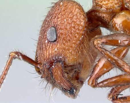 Image of Pogonomyrmex imberbiculus Wheeler 1902