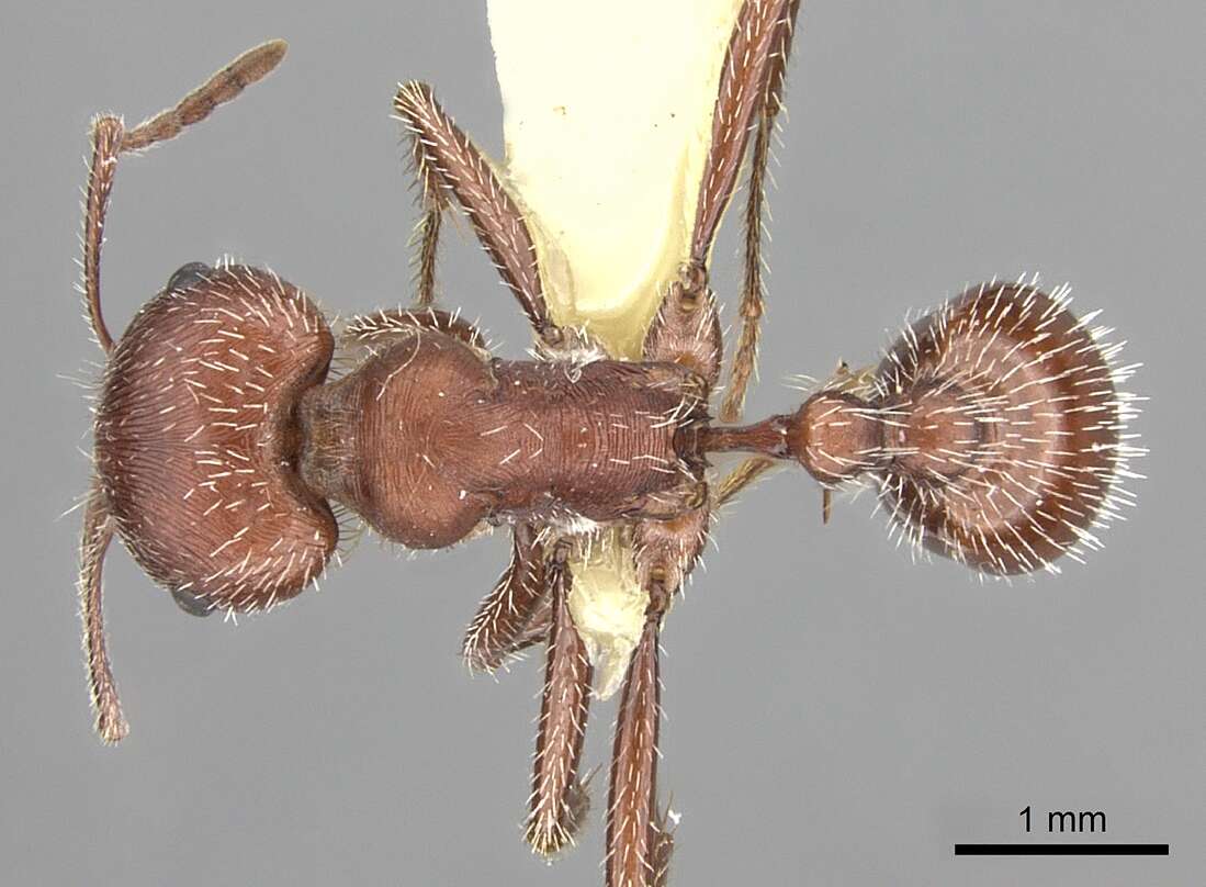 Image of Maricopa Harvester Ant