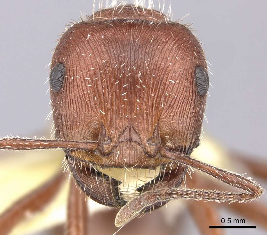 Image of Maricopa Harvester Ant