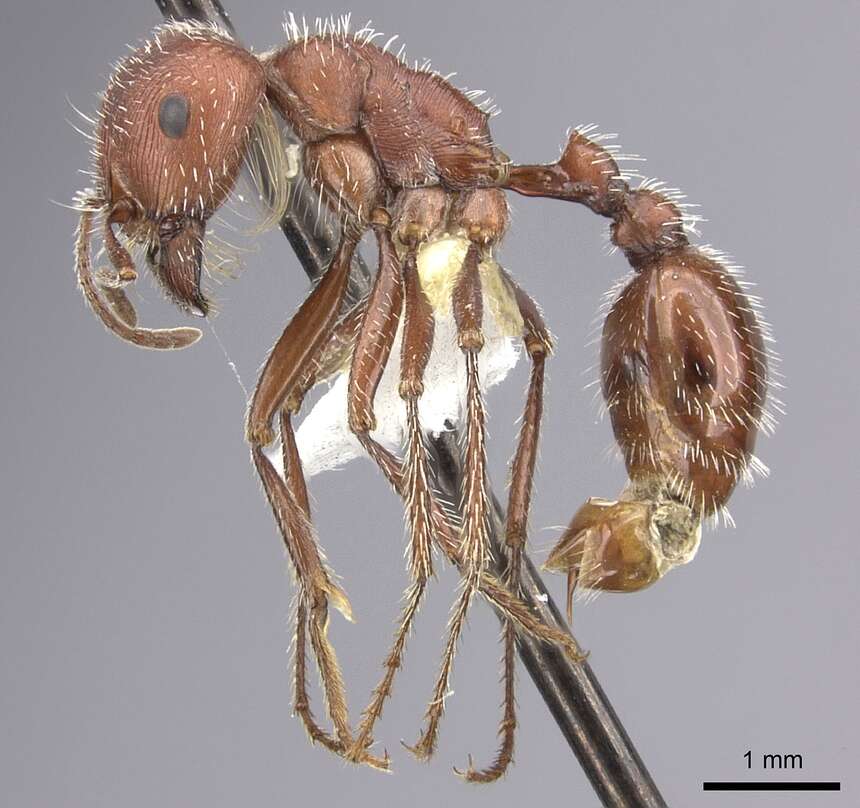 Image of Maricopa Harvester Ant