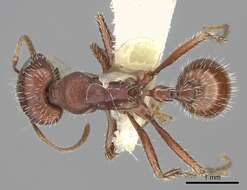 Image de Pogonomyrmex subnitidus Emery 1895