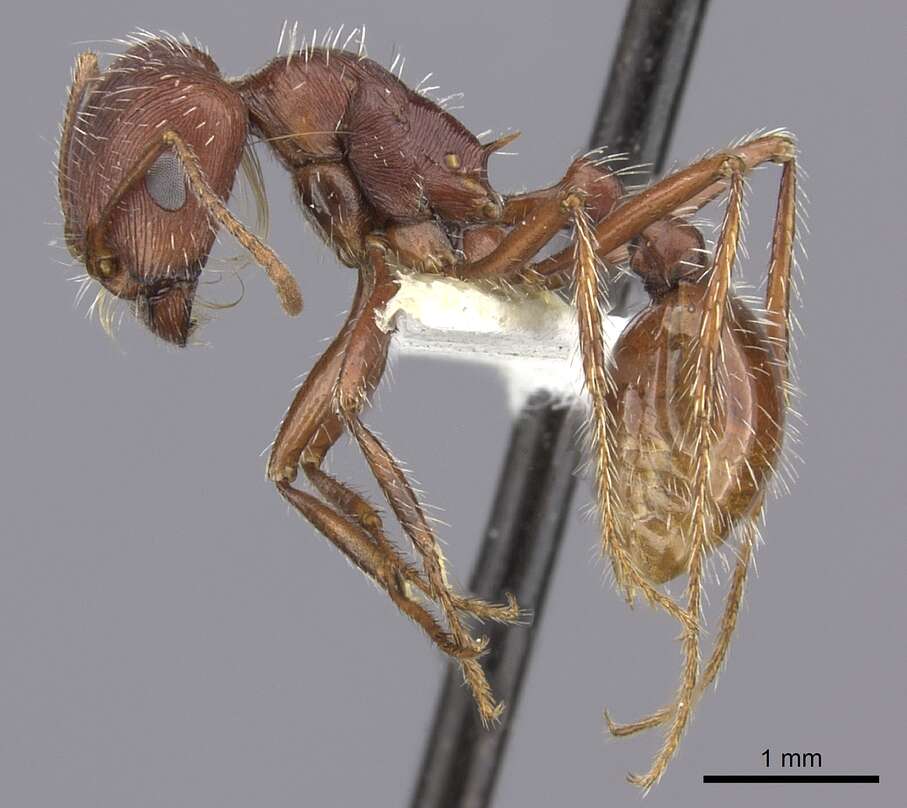 Image de Pogonomyrmex subnitidus Emery 1895