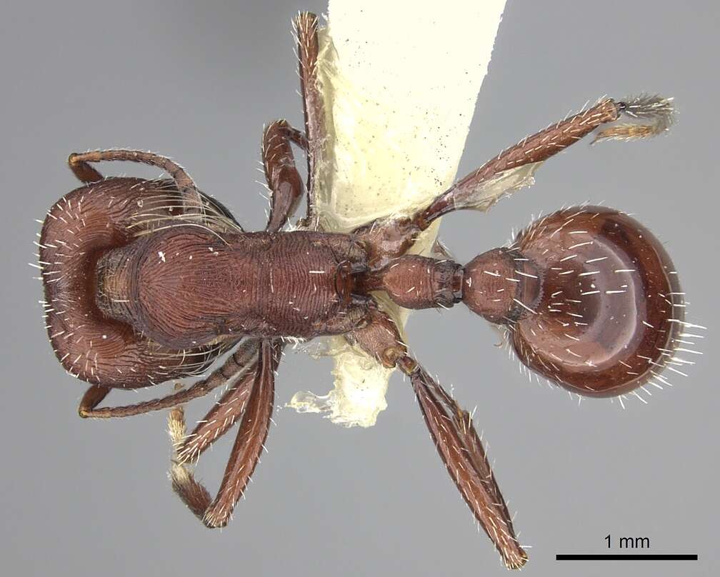 Image de Pogonomyrmex salinus Olsen 1934