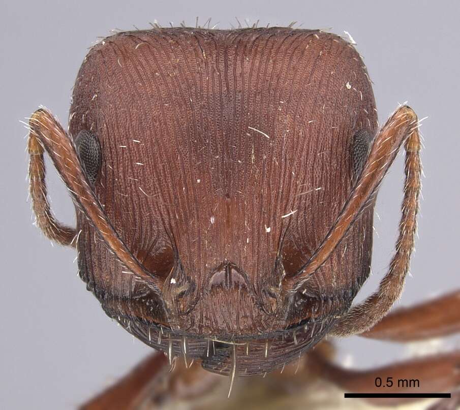 Image de Pogonomyrmex salinus Olsen 1934