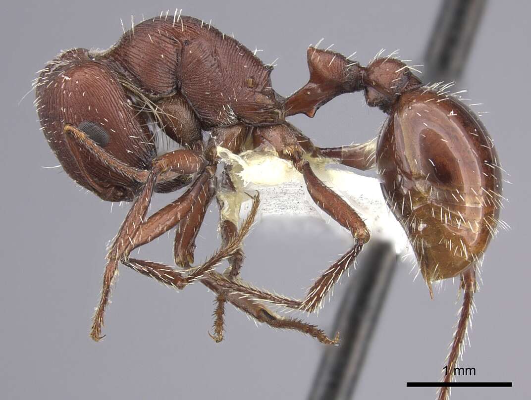 Image de Pogonomyrmex salinus Olsen 1934